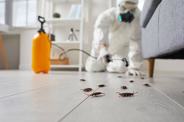 Post-Treatment Bed Bug Interceptor Monitoring in Torrington